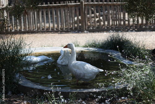 White goose is walking in the garden.