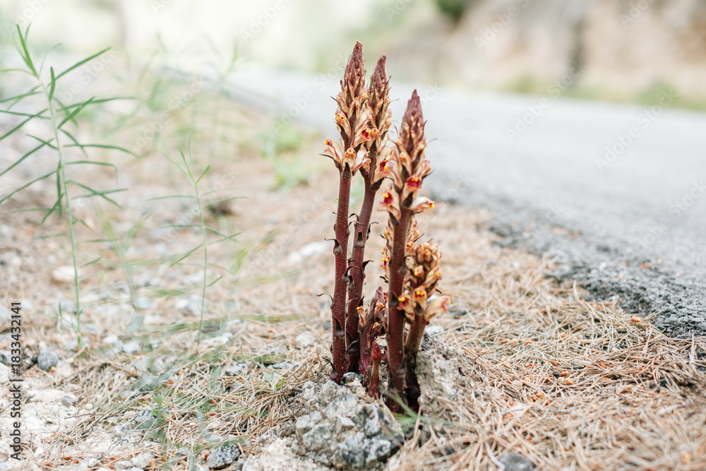 Fototapeta premium Wild broomrape emerging by rural roadside in natural habitat