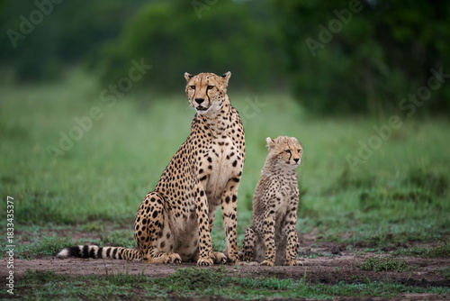 Cheetah Mother and Cub Sitting in the Savannah
