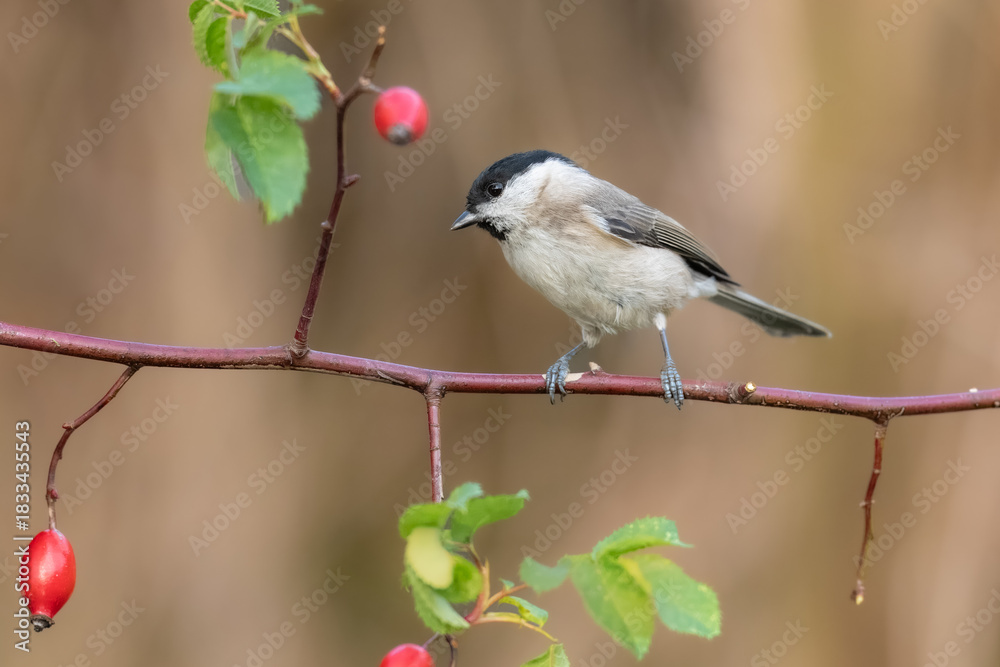 Fototapeta premium Willow Tit , Poecile montanus or Parus montanus perched on on a branch, Impressive clean nature background in sunset. Autumn photo, Czech republic.