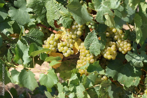 Delicious yellow grape in French grape field.
