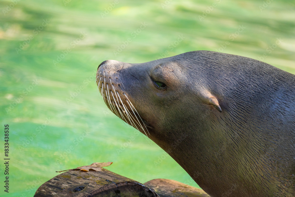 Fototapeta premium pair of California sea lions bask in sun. Zalophus californianus.
