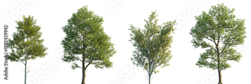 Set of Populus alba and Populus Maximowiczii frontal street trees isolated png on a transparent background perfectly cutout