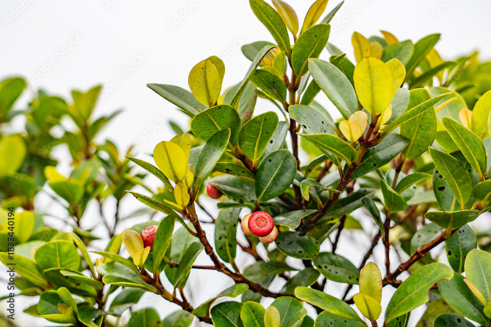 Fototapeta premium Syzygium sandwicense is a species of flowering plant in the myrtle family, Myrtaceae. Ōhiʻa ha, Hā, and Pāʻihi. Mauʻumae Ridge Trail (Puʻu Lanipō), Oahu, Hawaii. Koʻolau Range, shield volcano. 