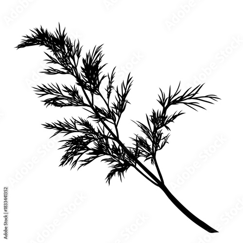 Dill plant monochrome botanical fragrant herb drawing isolated on white background. Graphic hand drawn ink black and white vector. Good for cooking, restaurant, menu, garden, package, spa, decoration