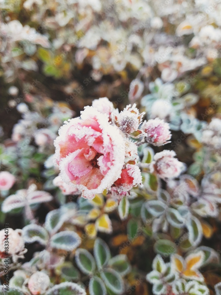 Fototapeta premium rose_with_frost_3_vn