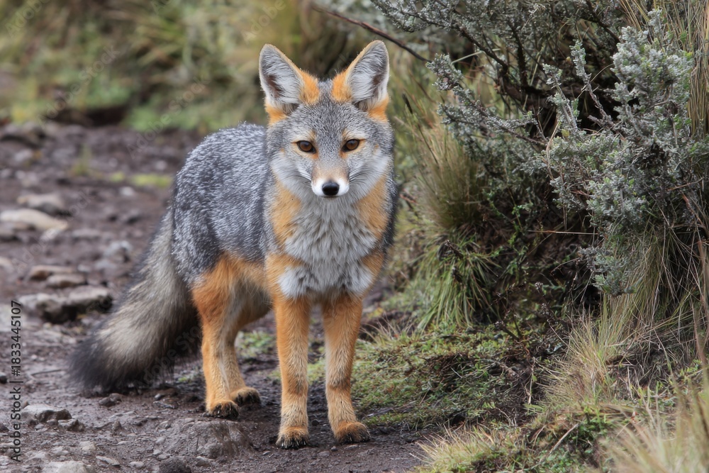 Fototapeta premium Ecuadorian Andean Fox in Natural Habitat