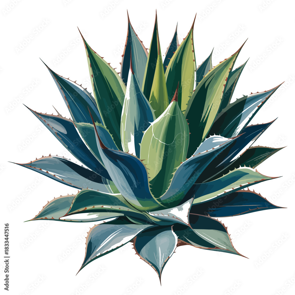Fototapeta premium Vibrant agave plant illustration showcasing striking blue green foliage and sharp edges against a clean white background