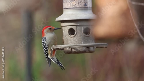 Female red bellied woodpecker clinging to birdfeeder against blurry background. 