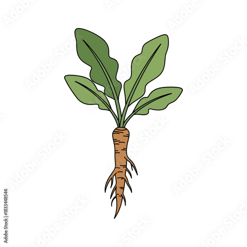 horseradish vegetable vector illustration