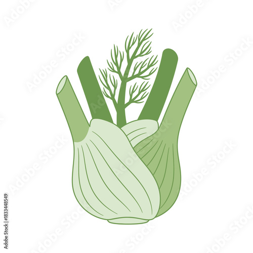 fennel vegetable vector illustration