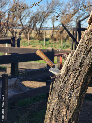 old knife with wooden handle stuck in the rough weathered bark of a tree trunk at an argentine cattle corral