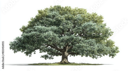 Majestic Oak Tree on Pure White Background