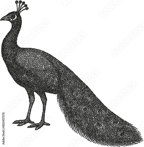 Halftone Peacock Illustration in Black and White