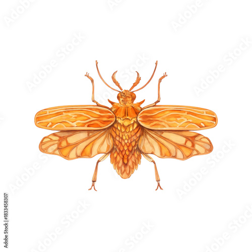 watercolor insect  isolated on white