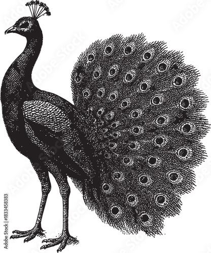 Halftone Peacock Illustration in Black and White