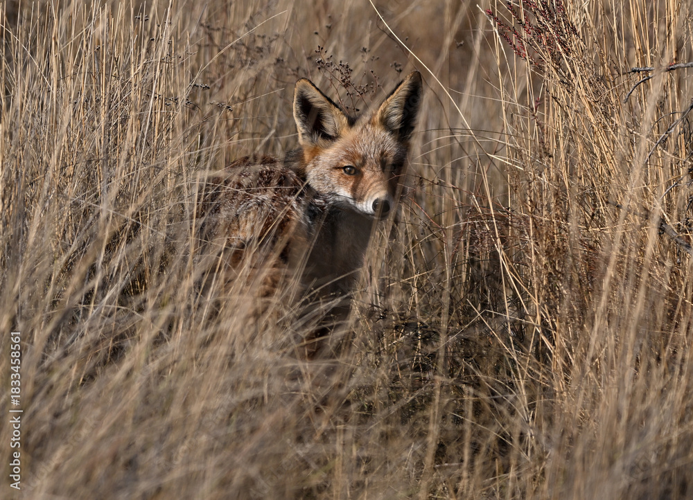 Obraz premium A beautiful fox in the countryside, free