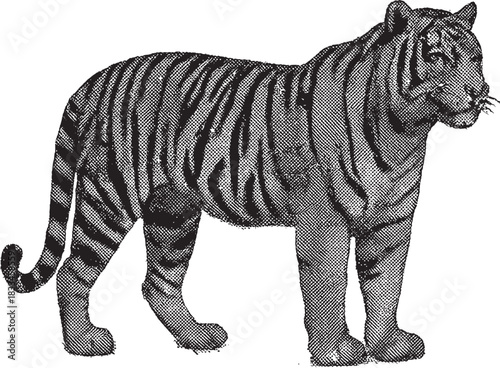 Halftone Tiger Illustration in Black and White