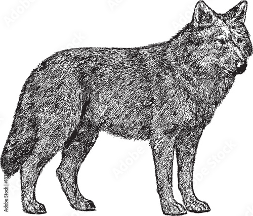 Halftone Wolf Illustration in Black and White