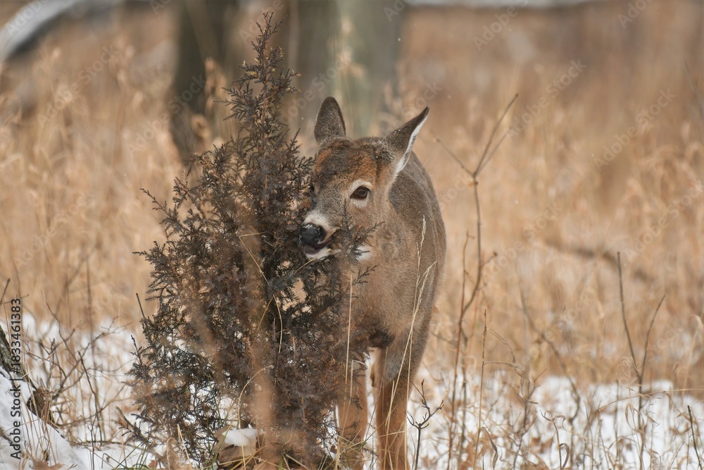 Obraz premium Young deer eating cedar in a winter scene.
