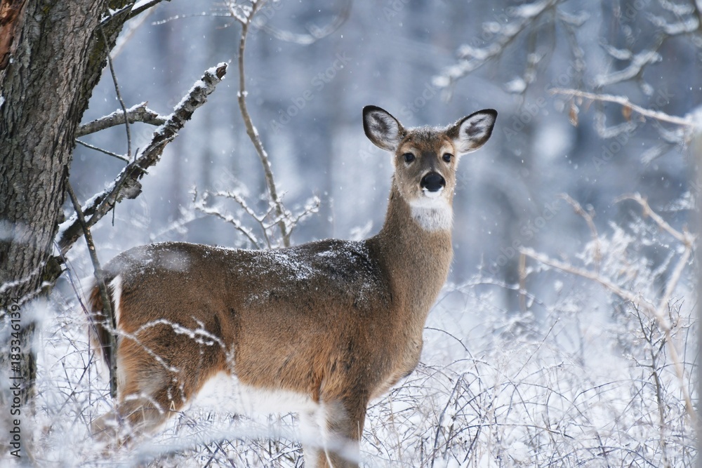 Obraz premium White-tailed deer with winter forest background.