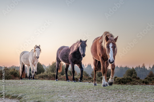 Three New Forest ponies, including chestnut, bay, and grey colours, walk directly towards the camera on frosty grass just after sunrise on the open heathland of the New Forest, UK.