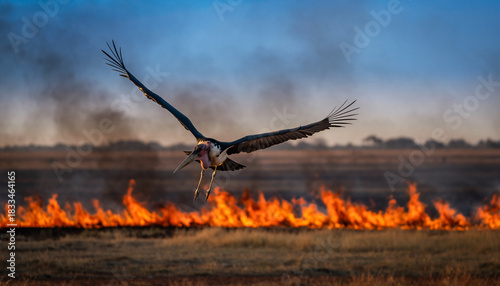 Majestic Marabou Stork in flight carrying material in its beak.