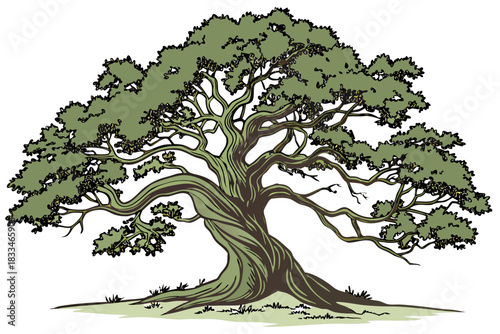 Detailed illustration of a large, mature oak tree with a wide, spreading canopy and thick, gnarled trunk, isolated on