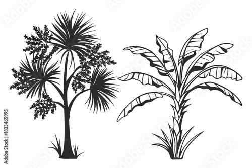Black and white vector illustration of two tropical plants, a palm tree with spiky fronds and a banana plant, isolated on
