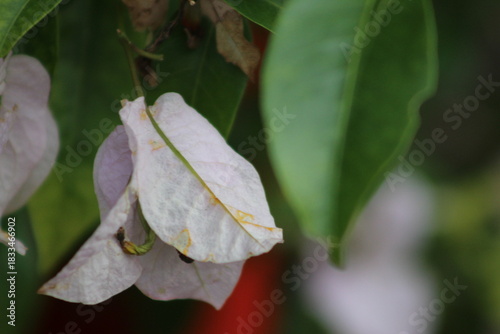White and green leaves