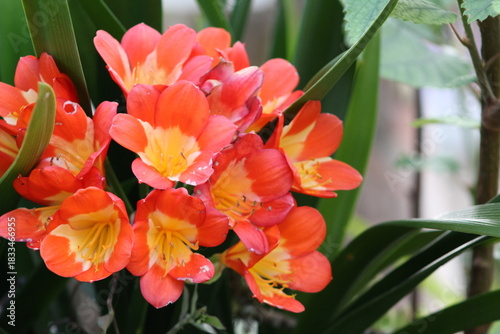Red tropical flower