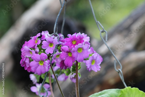Purple flower