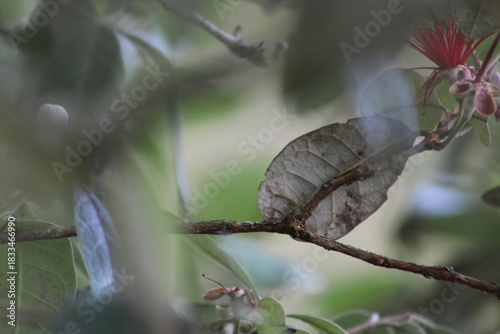 Nature micro photography