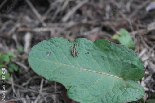 Nature micro photography