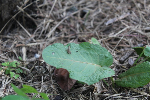 Nature micro photography