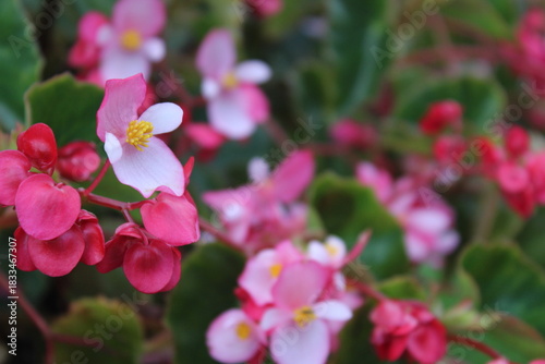 Pink flowers in a garden