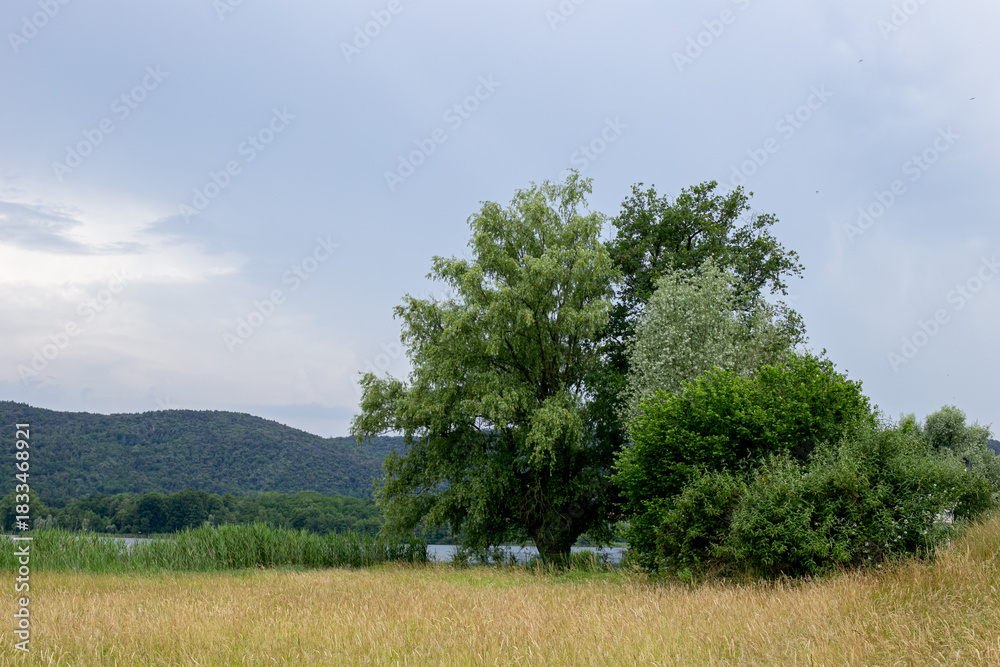 Fototapeta premium glimpse of the lake through the thick vegetation