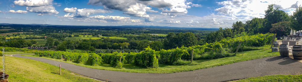 Obraz premium Countryside vineyard panorama with vibrant grapevines