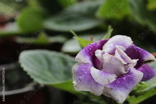 Purple flower