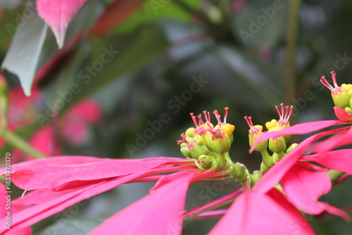Red flowers