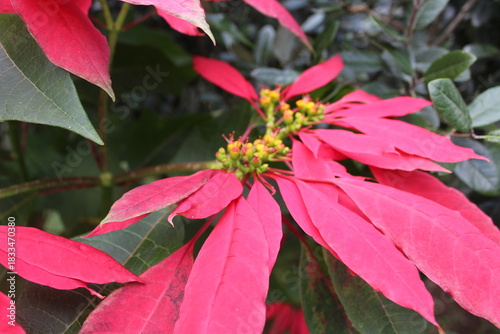 Red flowers