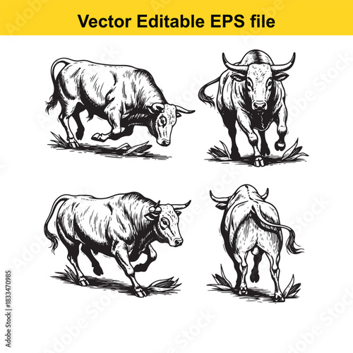 collection of four detailed black and white vector illustrations of powerful bulls in various dynamic poses, perfect for design projects needing strong bovine imagery, isolated on white background