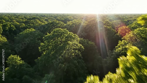 Lush Green Forest Canopy with Sunlight Streaming Through Trees.
