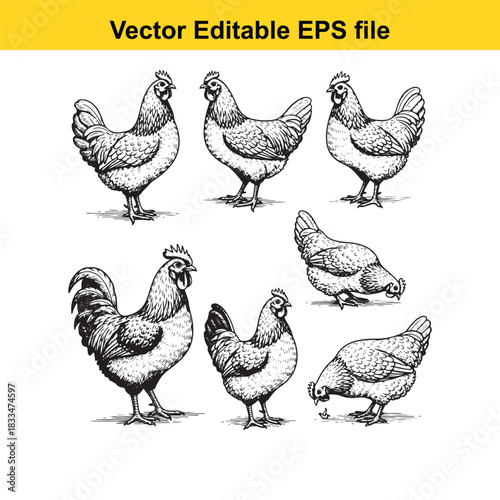 collection of six detailed vector illustrations of chickens and roosters in various poses, handdrawn style, perfect for farm or poultryrelated designs