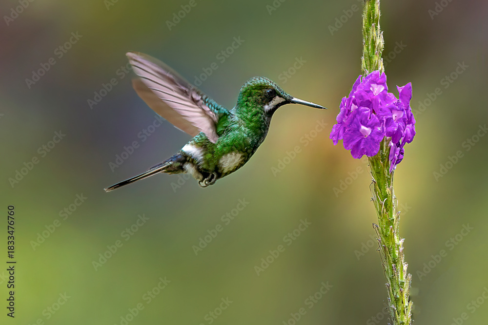 Fototapeta premium Hummingbirds flying with a soft blurred background in a natural Costa Rican environment, showing vibrant feathers, rapid wing movement, and elegant motion in a clean wildlife scene.