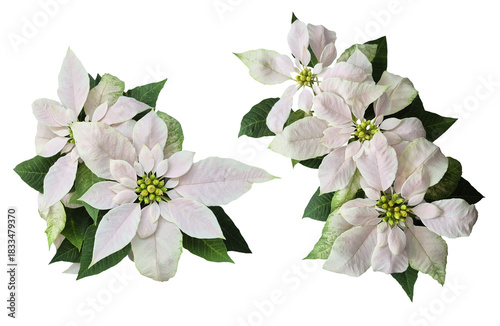 white poinsettia plants isolated on transparent background, christmas flower, gift, festive background and design