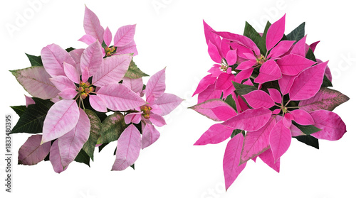 real pink poinsettia plants isolated on transparent background, christmas flower, gift, festive background and design