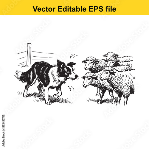  black and white vector illustration of a border collie herding sheep in a field with a fence, perfect for agricultural or animalrelated design projects