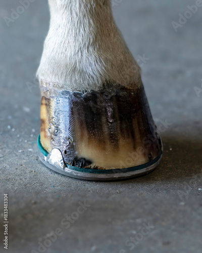 Horse farrier shoe packed padded shoeing frog clips horseshoe