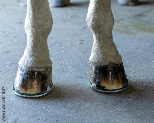 Horse farrier shoe packed padded shoeing frog clips horseshoe